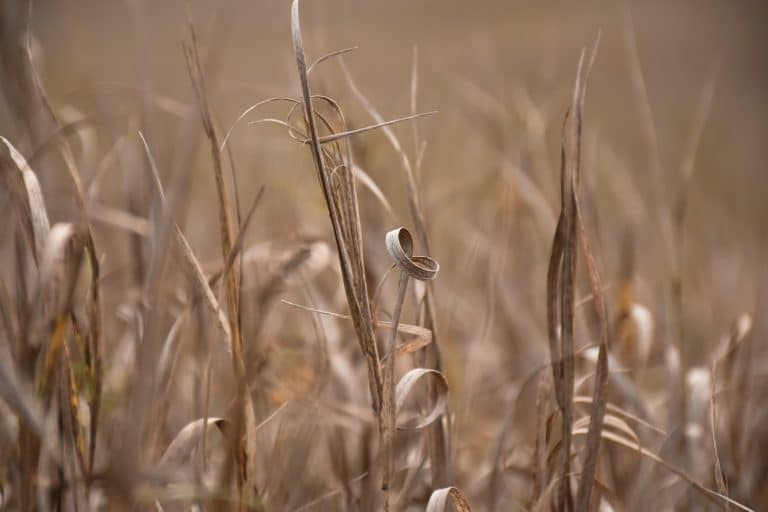 Dry grass background in late fall